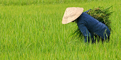 Vietnam Rice Paddy